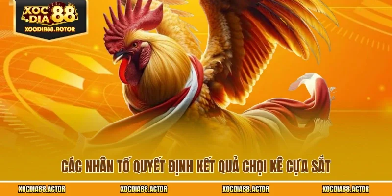 Các nhân tố quyết định kết quả chọi kê cựa sắt